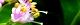 120627-komurasaki-s.jpg(1454 byte)
