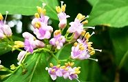 120627-komurasaki.jpg(8684 byte)