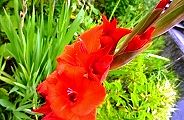 120707-gurajiorasu.jpg(10704 byte)