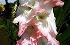 120714-gurajio2.jpg(5440 byte)