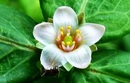 120808-mizuotogiri.jpg(7211 byte)