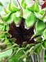 120811-himawari.jpg(3780 byte)