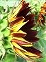 120813-himawari.jpg(4061 byte)