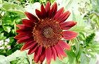 120813-himawari2.jpg(6898 byte)