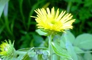 120820-oguruma.jpg(6715 byte)