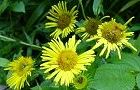昆虫が水分補給で花びらを食べる。'12.08.20.