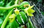 120914-okinawa2.jpg(6163 byte)