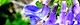 120920-nantenhagi-s.jpg(1767 byte)