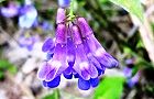 120920-nantenhagi3.jpg(5747 byte)