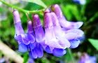 120920-nantenhagi5.jpg(5153 byte)