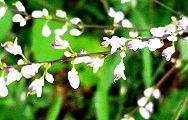 120920-nusubito.jpg(9292 byte)