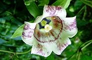 120920-turuninjin.jpg(8420 byte)