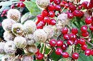 121013-gamazumi.jpg(12105 byte)