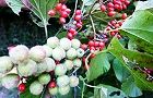 121013-gamazumi2.jpg(7185 byte)