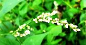 121022-inutade-siro.jpg(6014 byte)
