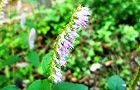 121029-naginata3.jpg(6004 byte)