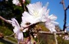 121125-jyugatu.jpg(4923 byte)