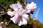 121125-jyugatu2.jpg(5573 byte)