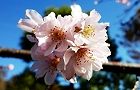 121125-jyugatu3.jpg(5335 byte)