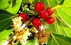 121127-sirodamo.jpg(6743 byte)