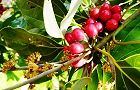 121127-sirodamo2.jpg(7497 byte)