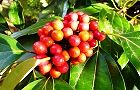 121127-sirodamo3.jpg(7337 byte)