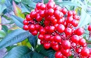 121206-nanten.jpg(10103 byte)