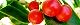 121206-sinahiragi-s.jpg(1776 byte)