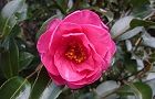 130107-sazanka3.jpg(5409 byte)
