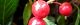 130107-yabukouji-s.jpg(1498 byte)