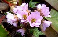 130321-himaraya-yuki.jpg(8419 byte)