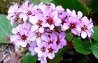 130329-himaraya-yuki.jpg(6507 byte)