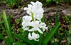 130401-hiyasinsu.jpg(6875 byte)