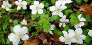 130401-kusaitigo4.jpg(8866 byte)