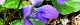 130409-amerikasumire-s.jpg(1783 byte)