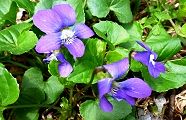 130409-amerikasumire.jpg(10958 byte)