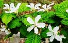130409-nigaitigo4.jpg(7214 byte)