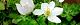 130409-nirinsou-s.jpg(1726 byte)