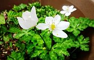 130409-nirinsou.jpg(9040 byte)
