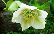 130411-kurisumasu.jpg(7302 byte)