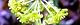 130412-sarutoriibara-s.jpg(1726 byte)
