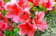 130416-yamatutuji.jpg(10626 byte)