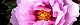 130422-botan-s.jpg(1740 byte)