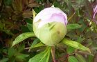130422-botan2.jpg(5178 byte)