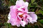 130422-botan3.jpg(6189 byte)