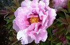 130422-botan4.jpg(5935 byte)