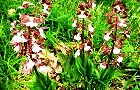 130423-ebine.jpg(9091 byte)