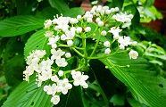 130423-gomagi.jpg(9878 byte)