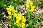 130423-kinran3.jpg(8401 byte)