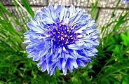 130424-yaguruma.jpg(10964 byte)